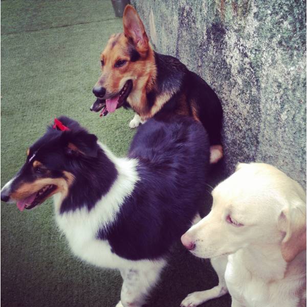 Adestrador de Cães no Brooklin